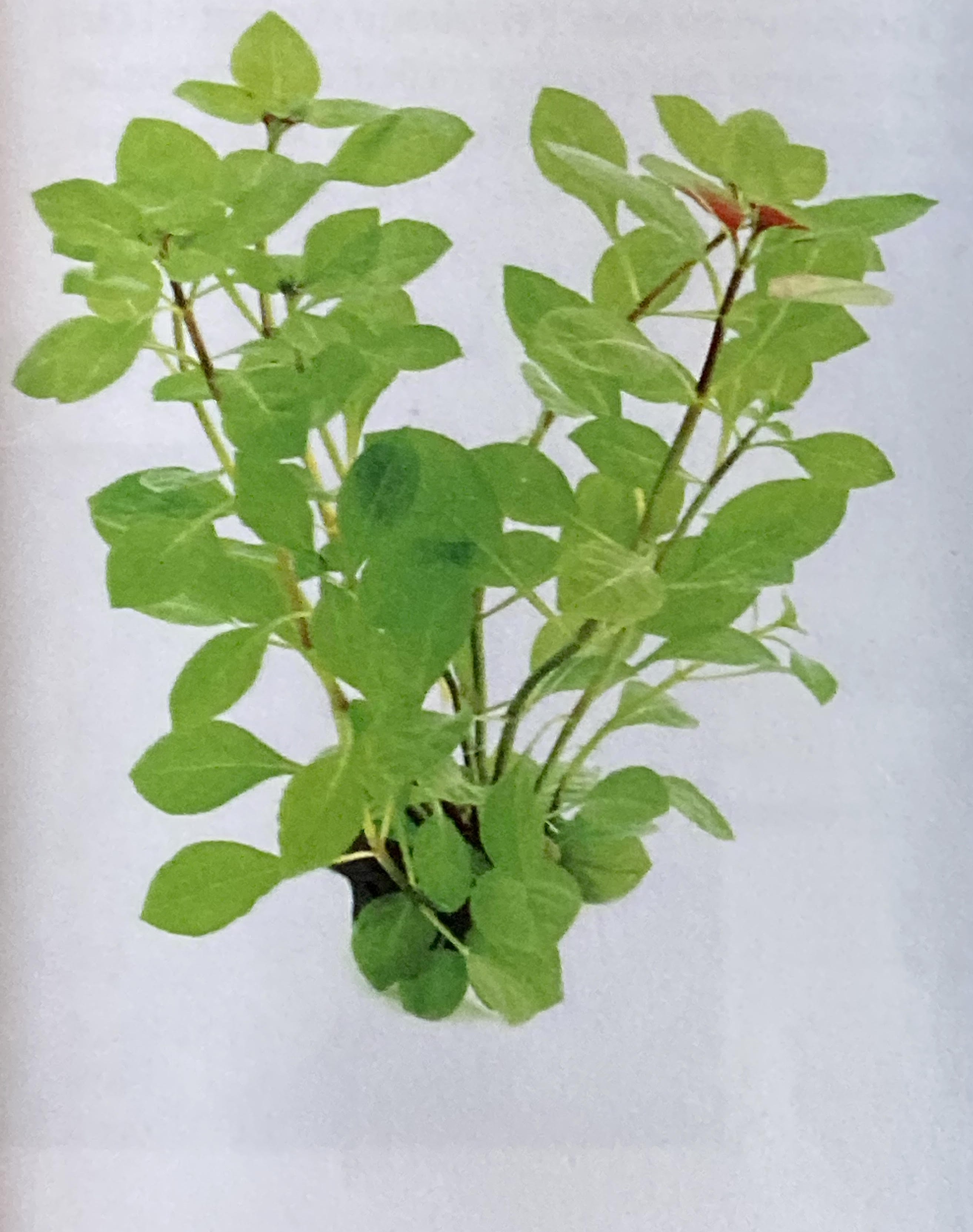 ludwigia repens